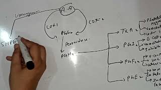 Eicosanoids Thromboxanes Protaglandins Leukotriene Lecture 6 Lipid Biochemistry 1st Year MBBS [upl. by Allissa]