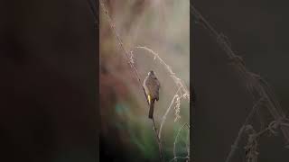 Yellow vented Bulbul subscribe birds nature shortsfeed shorts cambodia wildlife [upl. by Assilak561]