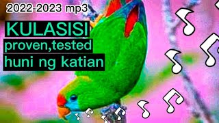 PHILIPPINE HANGING PARROT SOUND  HUNI NG KULASISI huntsmanph [upl. by Ahsennek]