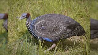 Vulturine Guinea Fowl Roaming Kenyas Grasslands [upl. by Eryt421]