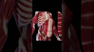 anatomy humananatomy abdominalmuscles tissue humanmuscles abdomen 3danimation muscles [upl. by Ocirred]