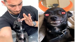 The most angry mreviatar chihuahua dog compilation 1। Fanny chihuahua TV [upl. by Colp]