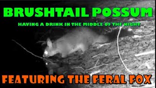 BRUSHTAIL POSSUM HAVING A DRINK IN THE MIDDLE OF THE NIGHT FEATURING THE FERAL FOX FULL VERSION [upl. by Constance511]