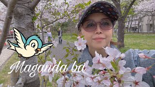 Saturnina Maseki channel is liveSakura 2024 [upl. by Jade817]