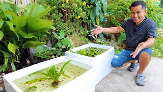 MY GUPPY FINALLY PRODUCE BABIES How to become successful in Breeding amp Raising Livebearer Fish [upl. by Eagle101]