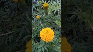 flower marigold video at home flower [upl. by Htnicayh]