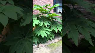 Tetrapanax Papyrifer  The Majestic Rice Paper Plant [upl. by Lenehc]