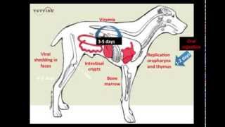 Parvoviral Enteritis in the Canine  Pathogenesis [upl. by Ahsinor]