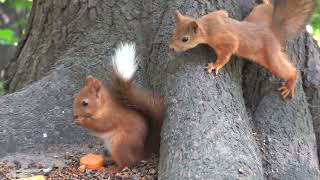 О бельчонке с хвостиком и других бельчатах  About the squirrel with a tail and other squirrels [upl. by Neibaf]