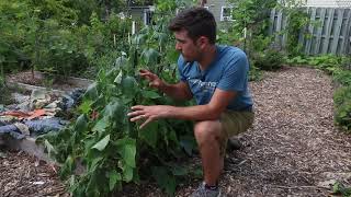 3 Reasons Your Cucumber Plants Suddenly Wilt [upl. by Ybrad]