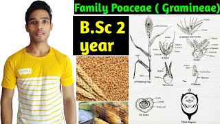 Family Poaceae Gramineae Floral characters daigram formula and Economic importance BSc 2 year [upl. by Ydieh]