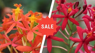 Epidendrum Orchids Sale  Holy Cross Orchids  Lushy Greens [upl. by Aicilihp]