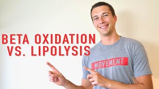 Lipolysis vs Beta Oxidation How Fat is Oxidized [upl. by Elinad]