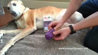 Inexpensive Dog Boots PAWZS Dog Boot Demonstration [upl. by Nortyad]