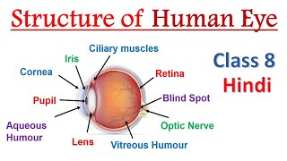 Structure of human eye Class 8 Hindi  𝐇𝐮𝐦𝐚𝐧 𝐄𝐲𝐞  Structure and working of human eye [upl. by Adeline]