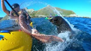 Take that sucker Seal slaps kayaker with octopus [upl. by Ailaham]