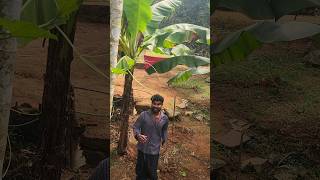 മത്തങ പുരസ്ക്കാരം keralaagriculture keralafarmers krishimalayalam youtubeshorts agriculture [upl. by Arlinda]