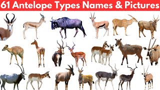 Types of Antelopes Pictures and Animals [upl. by Morville]