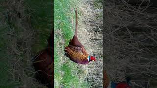 Ringnecked Pheasant Common Pheasant Phasianus colchicus  Observed in Description [upl. by Postman]