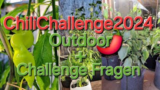 Chilichallenge2024  Part05  Meine Pflanzen amp Fragen zur Challenge [upl. by Mendie]