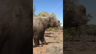 The Wombat The Size of A Car Diprotodon [upl. by Gunnar]