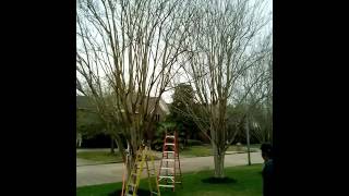 30quot ft Crepe Myrtle pruning before footage [upl. by Direj]