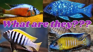 How to identify African Cichlids [upl. by Nerek]