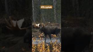 Troy and Butch call in this 70quot bull moose and getting it within bow range MooseHunting [upl. by Annerahs537]