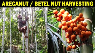 ARECANUT HARVESTING  Betel nut  Areca nut Farming [upl. by Andie]