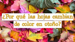 🍂 ¿Por qué las hojas cambian de color en otoño 🍂 Fácil y Rápido  BIOLOGÍA [upl. by Medin263]