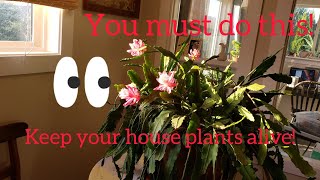 How to Leach Potted Plants [upl. by Darrej]