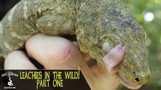 LEACHIANUS GECKOS IN THE WILD PART 1  Rhacodactylus Leachianus  New Caledonia 2018 [upl. by Schlessinger]