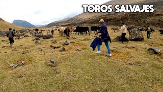 RODEANDO TOROS BRAVOS en las punas mas LEJANAS del Perú viven salvajes en las montañas [upl. by Burkhardt]