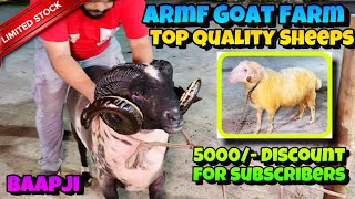 Top Quality Vilayati Bannur Kacchi Sheeps at Reasonable Price  5000 Discount for my Subscribers [upl. by Deming969]