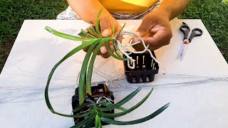 How to plant Vanda Orchids  Vanda Orchids Care Tips  Learn Gardening [upl. by Iew210]