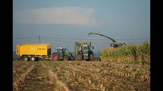 Eerste mais met Mercy BVBA met New holland hakselaar en afvoerende fendts  Watervliet [upl. by Lorain]