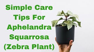 Unveiling the Beauty of Aphelandra Squarrosa Zebra Plant A Comprehensive Care Guide [upl. by Con883]