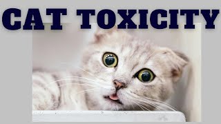 Is your cat in pain avoid cat toxicity paracetamol [upl. by Shetrit]