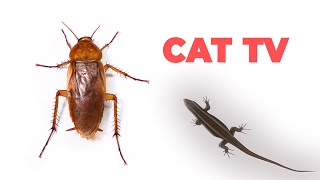 CAT GAMES  Cockroach and Lizard for Cats to Watch [upl. by Inoliel]