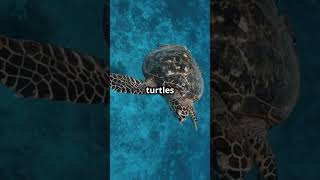 Dive into the Fascinating World of Turtles 🐢 [upl. by Warfore793]