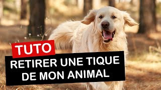 Comment retirer une tique de votre chien chat ou sur vous [upl. by Keung129]