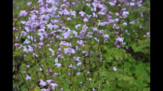 Thalictrum dalavayi Splendide®  Wiesenraute [upl. by Stannfield]