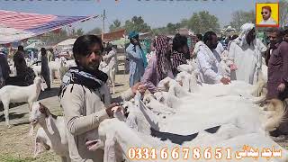 bakra mandi dera ghazi khan low rate goat farming in Pakistan goat business worlds🌎 [upl. by Nednerb]