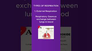 Introduction to respiratory system  physiology  types  phases of respiration shorts [upl. by Afas840]