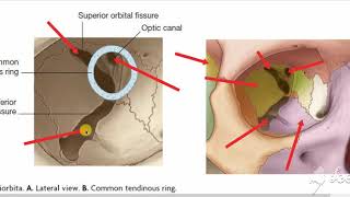 Recti muscles of eye ball 2 [upl. by Rimaa]