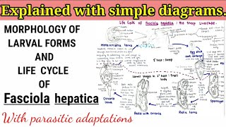 Fasciola hepatica Sheep liverfluke Life cycle [upl. by Anawaj]