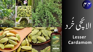 Elaichi Khurd الائچی خُرد  Lesser Cardamom uses and properties [upl. by Einram]