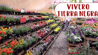 Tour por vivero Tierra Negra Bello│Candy Bu [upl. by Orland]