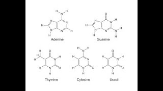 purinas y pirimidinas [upl. by Kieryt373]