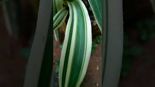 donger bromeliad plant plants plantlover [upl. by Ydnat]